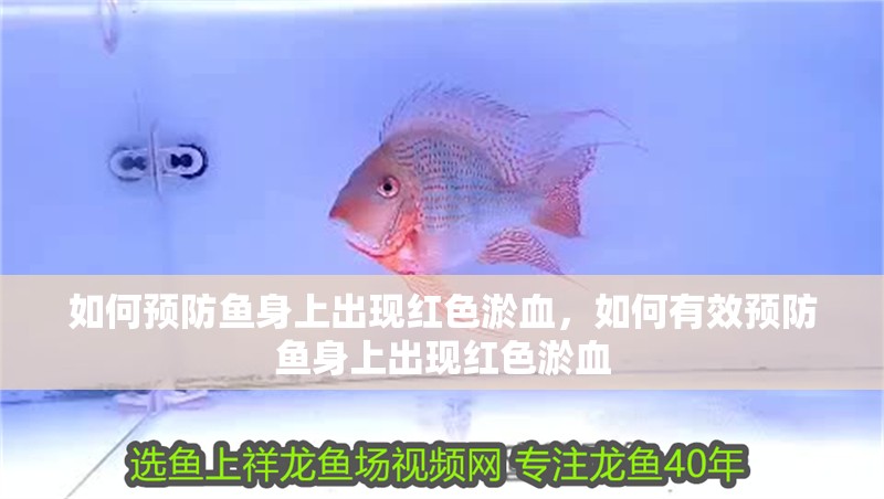 如何預防魚身上出現紅色淤血，如何有效預防魚身上出現紅色淤血 如何預防魚身上出現紅色淤血，如何有效預防魚身上出現紅色淤血 龍魚百科