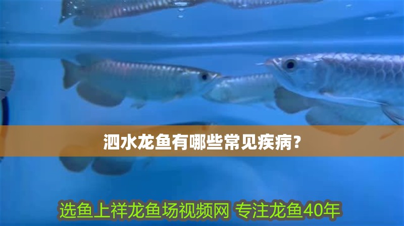 泗水龍魚有哪些常見疾病？
