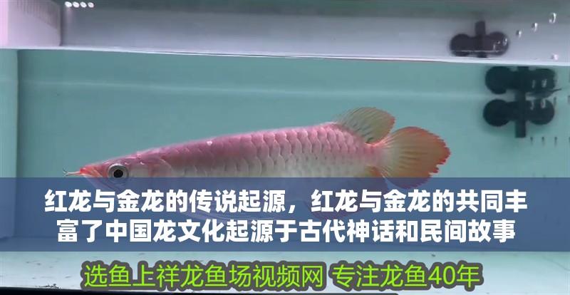 紅龍與金龍的傳說起源，紅龍與金龍的共同豐富了中國龍文化起源于古代神話和民間故事