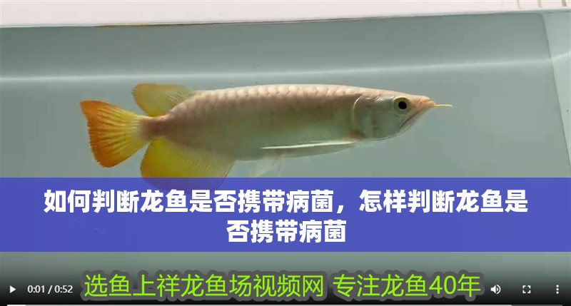 如何判斷龍魚是否攜帶病菌，怎樣判斷龍魚是否攜帶病菌