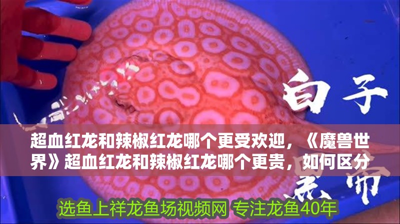 超血紅龍和辣椒紅龍哪個更受歡迎，《魔獸世界》超血紅龍和辣椒紅龍哪個更貴，如何區分超血紅龍和辣椒紅龍