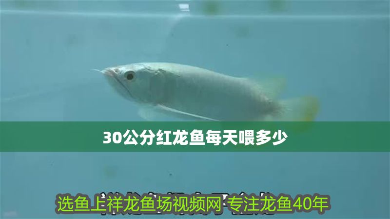 30公分紅龍魚每天喂多少 30公分紅龍魚每天喂多少 龍魚百科 第1張