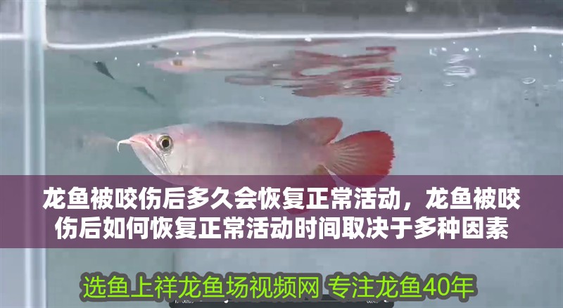 龍魚被咬傷后多久會恢復正常活動，龍魚被咬傷后如何恢復正常活動時間取決于多種因素