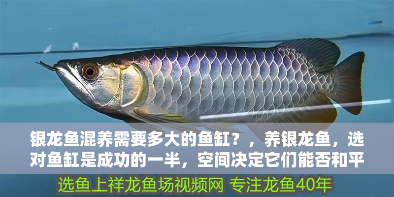 銀龍魚混養需要多大的魚缸？，養銀龍魚，選對魚缸是成功的一半，空間決定它們能否和平共處