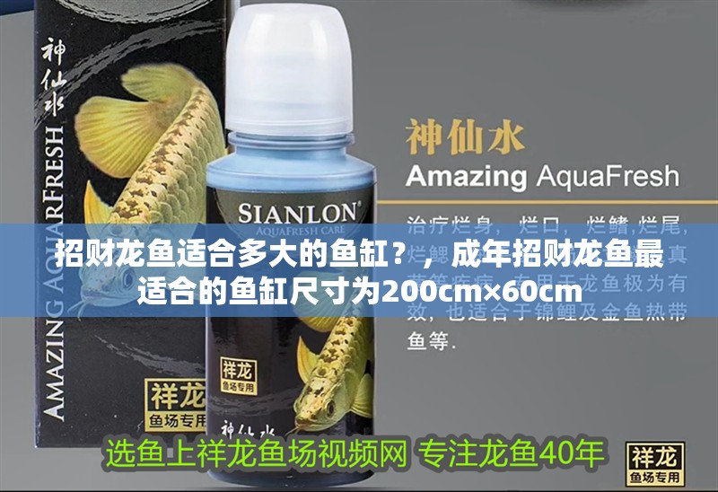 招財龍魚適合多大的魚缸？，成年招財龍魚最適合的魚缸尺寸為200cm×60cm
