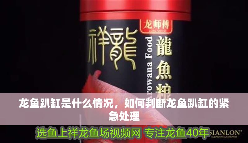 龍魚趴缸是什么情況，如何判斷龍魚趴缸的緊急處理