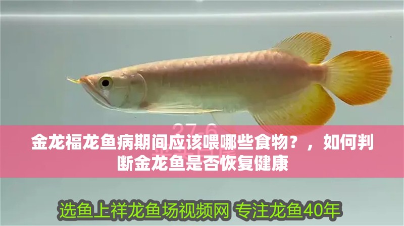 金龍福龍魚病期間應該喂哪些食物？，如何判斷金龍魚是否恢復健康