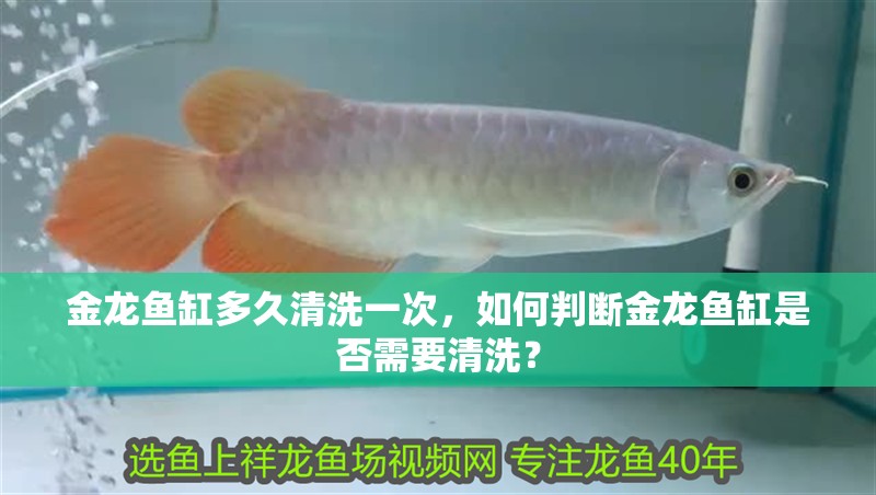 金龍魚缸多久清洗一次，如何判斷金龍魚缸是否需要清洗？