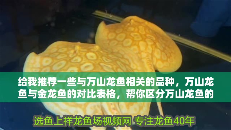 給我推薦一些與萬山龍魚相關(guān)的品種，萬山龍魚與金龍魚的對比表格，幫你區(qū)分萬山龍魚的真假