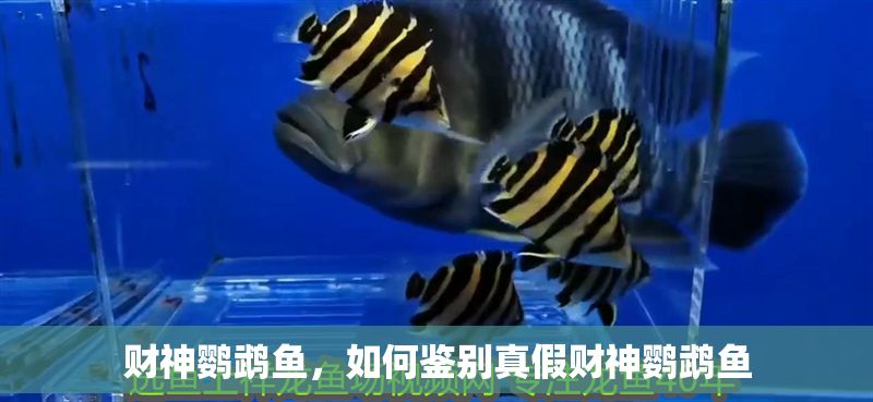 財(cái)神鸚鵡魚，如何鑒別真假財(cái)神鸚鵡魚