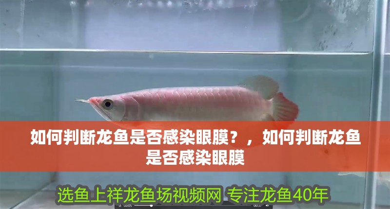 如何判斷龍魚是否感染眼膜？，如何判斷龍魚是否感染眼膜