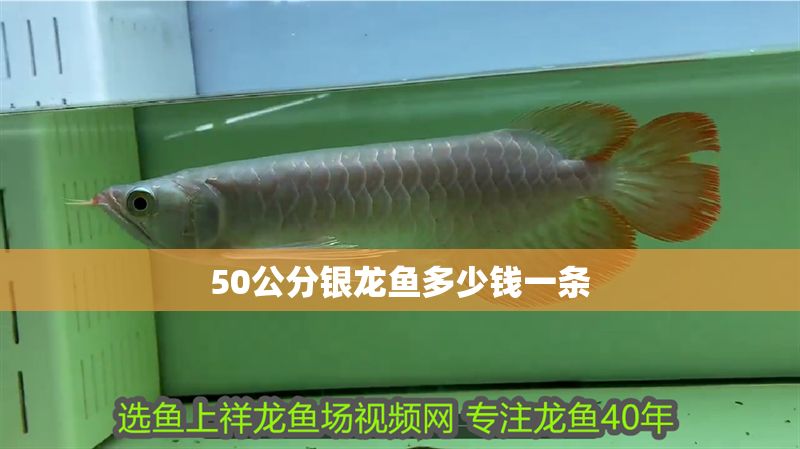 50公分銀龍魚多少錢一條 龍魚百科 第1張 50公分銀龍魚多少錢一條 50公分銀龍魚多少錢一條 龍魚百科 第1張
