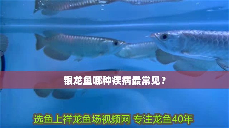 銀龍魚哪種疾病最常見？ 銀龍魚哪種疾病最常見？ 龍魚百科