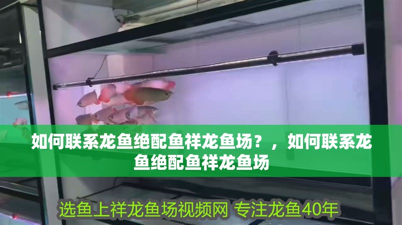 如何聯系龍魚絕配魚祥龍魚場？，如何聯系龍魚絕配魚祥龍魚場 如何聯系龍魚絕配魚祥龍魚場？，如何聯系龍魚絕配魚祥龍魚場 龍魚百科