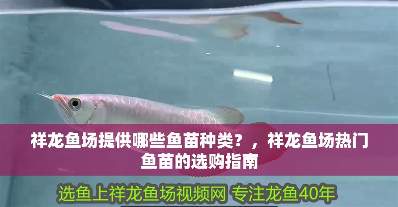 祥龍魚場提供哪些魚苗種類？，祥龍魚場熱門魚苗的選購指南
