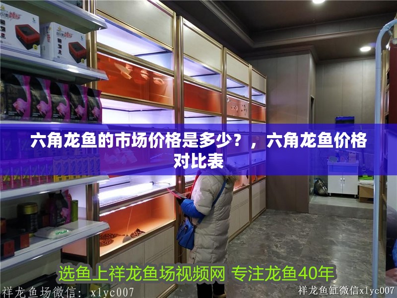 六角龍魚的市場價格是多少？，六角龍魚價格對比表