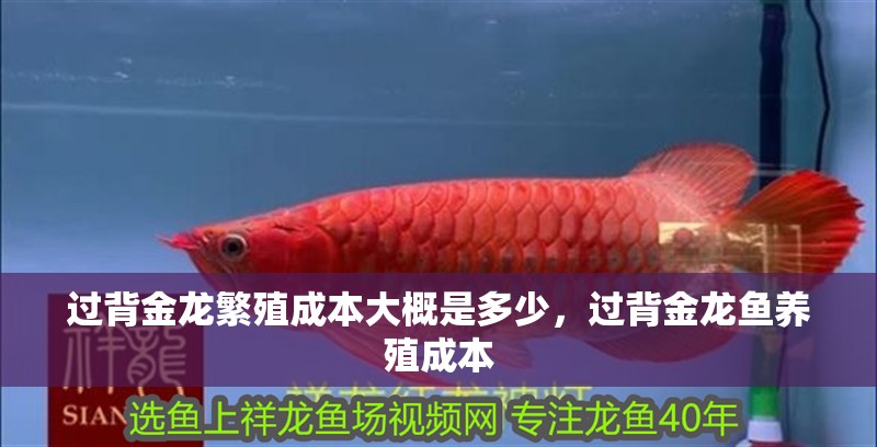 過背金龍繁殖成本大概是多少，過背金龍魚養殖成本