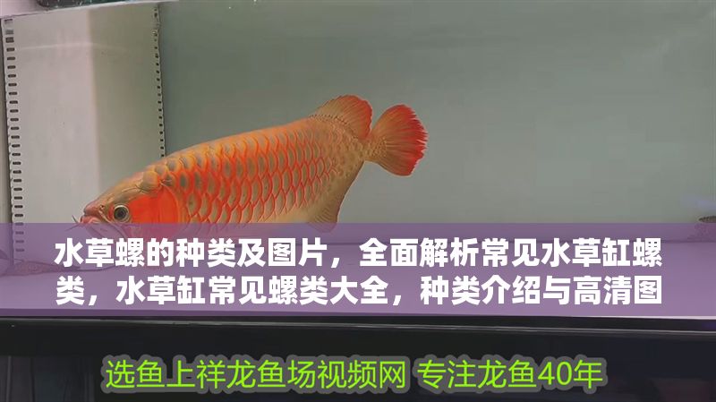 水草螺的種類及圖片，全面解析常見水草缸螺類，水草缸常見螺類大全，種類介紹與高清圖片解析