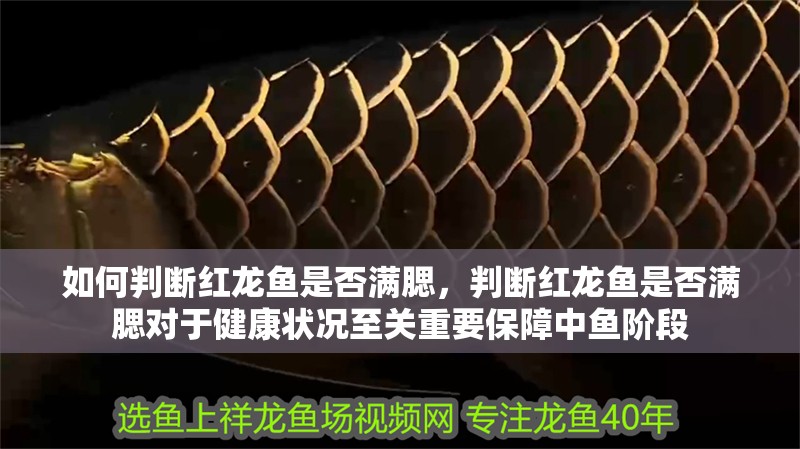 如何判斷紅龍魚是否滿腮，判斷紅龍魚是否滿腮對于健康狀況至關重要保障中魚階段