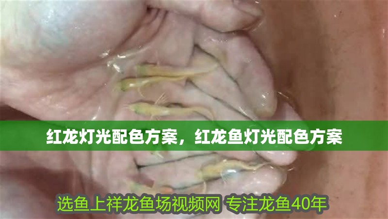 紅龍燈光配色方案，紅龍魚燈光配色方案