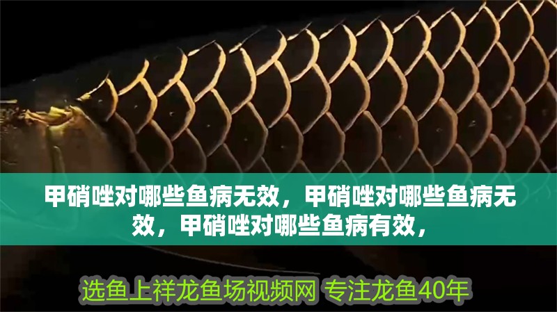 甲硝唑對哪些魚病無效，甲硝唑對哪些魚病無效，甲硝唑對哪些魚病有效， 甲硝唑對哪些魚病無效，甲硝唑對哪些魚病無效，甲硝唑對哪些魚病有效， 龍魚百科