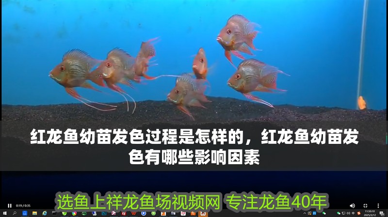 紅龍魚幼苗發(fā)色過程是怎樣的，紅龍魚幼苗發(fā)色有哪些影響因素