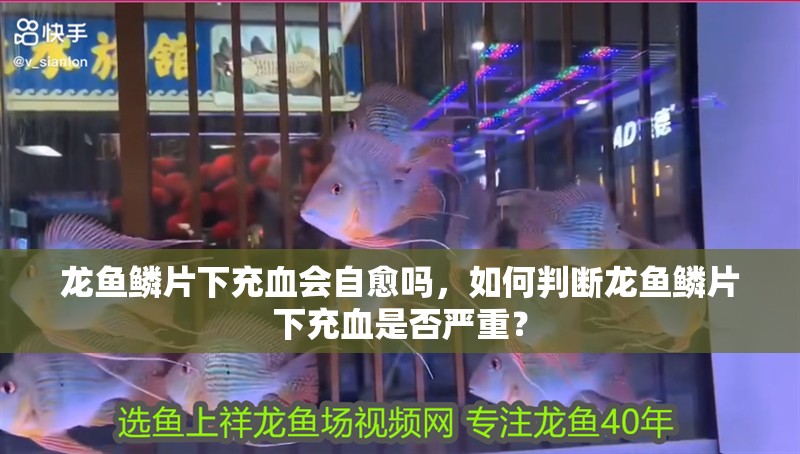 龍魚鱗片下充血會自愈嗎，如何判斷龍魚鱗片下充血是否嚴重？