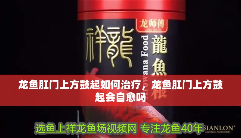 龍魚肛門上方鼓起如何治療，龍魚肛門上方鼓起會自愈嗎 龍魚肛門上方鼓起如何治療，龍魚肛門上方鼓起會自愈嗎 龍魚百科