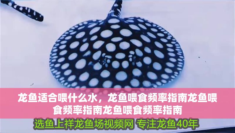 龍魚適合喂什么水，龍魚喂食頻率指南龍魚喂食頻率指南龍魚喂食頻率指南