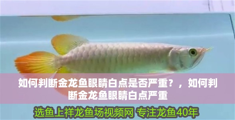 如何判斷金龍魚眼睛白點是否嚴重？，如何判斷金龍魚眼睛白點嚴重 如何判斷金龍魚眼睛白點是否嚴重？，如何判斷金龍魚眼睛白點嚴重 龍魚百科