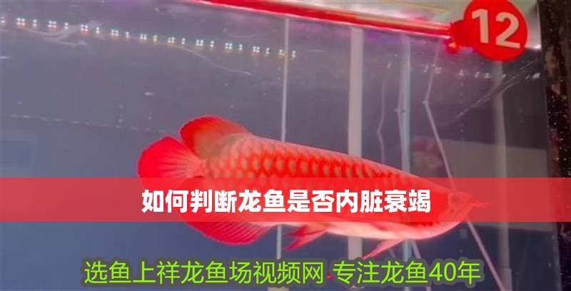 如何判斷龍魚是否內臟衰竭