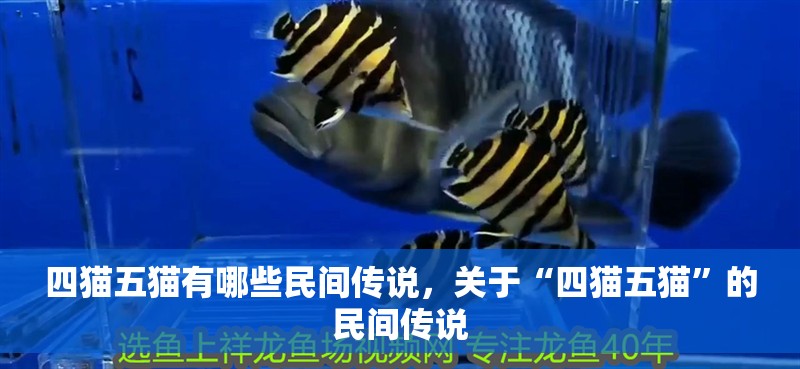 四貓五貓有哪些民間傳說，關于“四貓五貓”的民間傳說