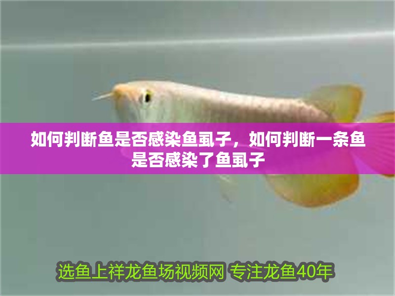 紅龍魚用黃燈烤有用嗎 如何判斷魚是否感染魚虱子,如何判斷一條魚是否感染了魚虱子 龍魚百科 如何判斷魚是否感染魚虱子,如何判斷一條魚是否感染了魚虱子 如何判斷魚是否感染魚虱子,如何判斷一條魚是否感染了魚虱子 龍魚百科