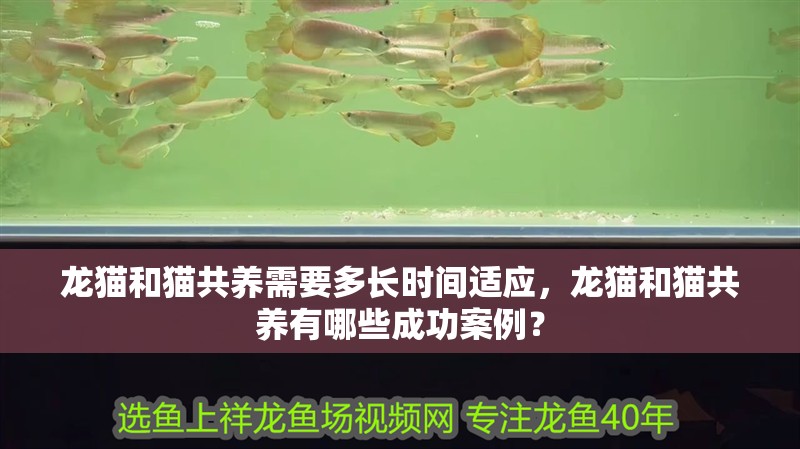 龍貓和貓共養需要多長時間適應，龍貓和貓共養有哪些成功案例？