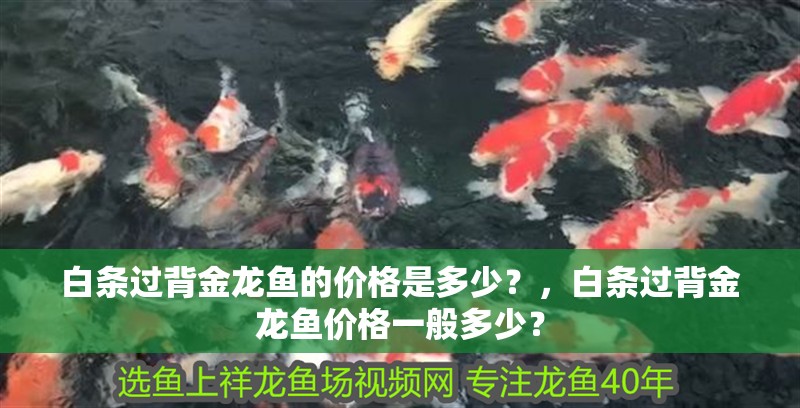 白條過背金龍魚的價格是多少？，白條過背金龍魚價格一般多少？