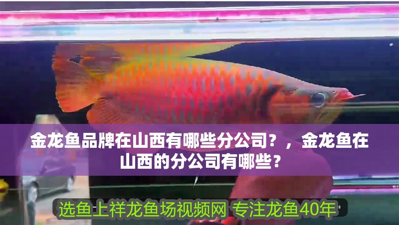 金龍魚品牌在山西有哪些分公司？，金龍魚在山西的分公司有哪些？