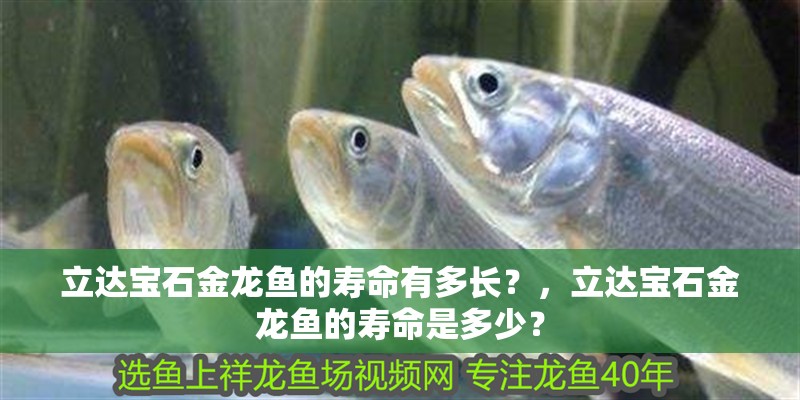 立達寶石金龍魚的壽命有多長？，立達寶石金龍魚的壽命是多少？