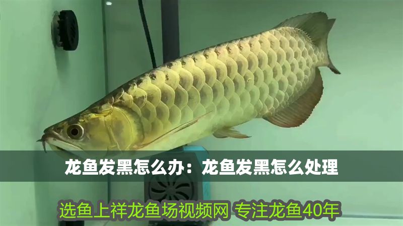 龍魚發黑怎么辦：龍魚發黑怎么處理