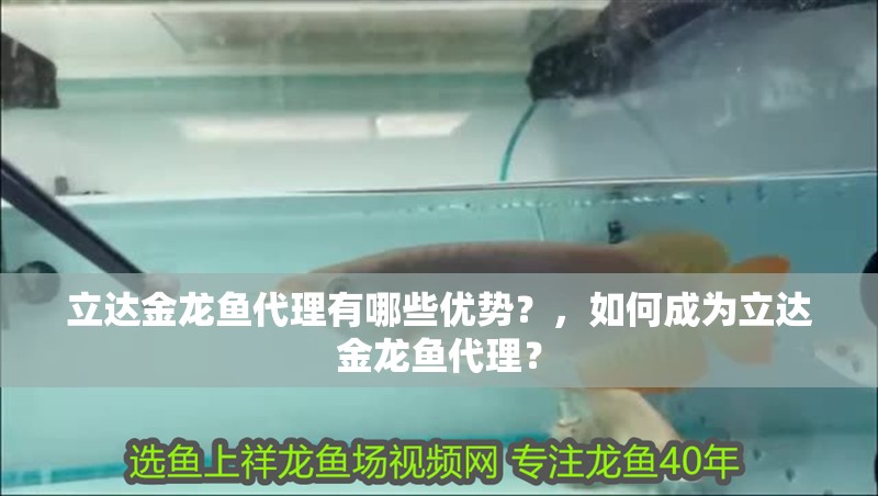 立達金龍魚代理有哪些優勢？，如何成為立達金龍魚代理？