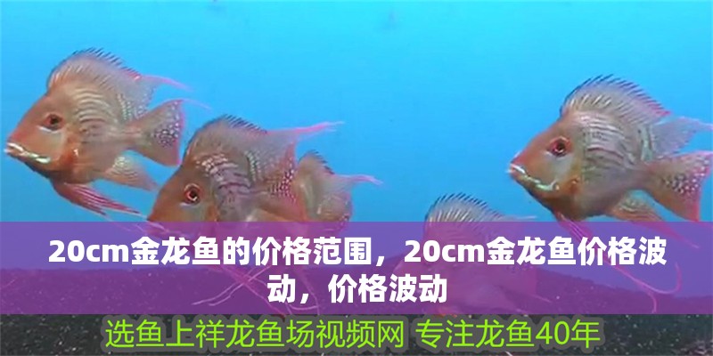 20cm金龍魚的價(jià)格范圍，20cm金龍魚價(jià)格波動，價(jià)格波動
