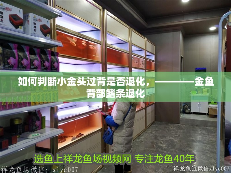 如何判斷小金頭過背是否退化，————金魚背部鰭條退化