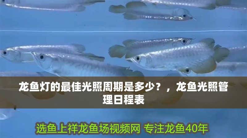 龍魚燈的最佳光照周期是多少？，龍魚光照管理日程表