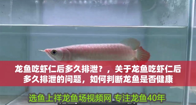 龍魚吃蝦仁后多久排泄？，關于龍魚吃蝦仁后多久排泄的問題，如何判斷龍魚是否健康
