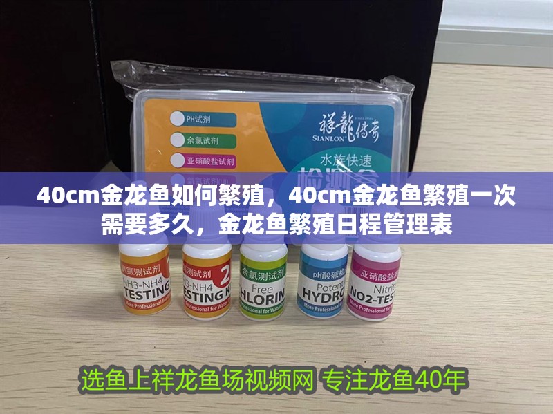 40cm金龍魚如何繁殖，40cm金龍魚繁殖一次需要多久，金龍魚繁殖日程管理表