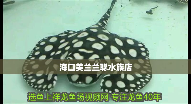 海口美蘭蘭聰水族店