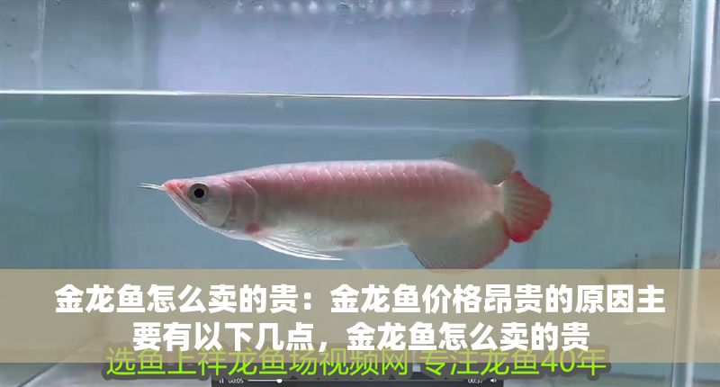 金龍魚怎么賣的貴：金龍魚價格昂貴的原因主要有以下幾點，金龍魚怎么賣的貴