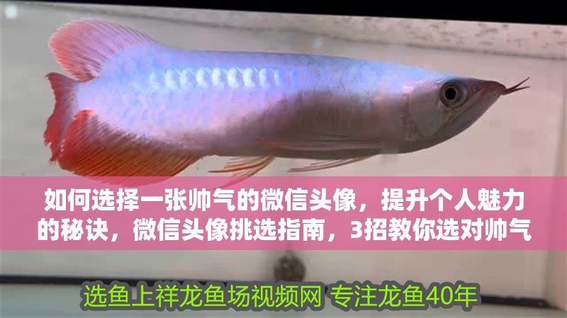 如何選擇一張帥氣的微信頭像，提升個人魅力的秘訣，微信頭像挑選指南，3招教你選對帥氣頭像，瞬間提升個人魅力 如何選擇一張帥氣的微信頭像，提升個人魅力的秘訣，微信頭像挑選指南，3招教你選對帥氣頭像，瞬間提升個人魅力 龍魚百科 第1張