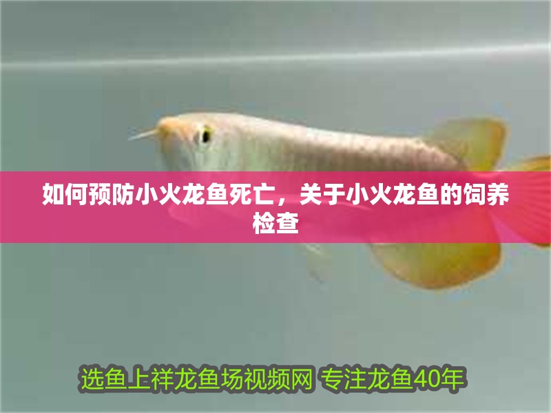 如何預防小火龍魚死亡，關于小火龍魚的飼養(yǎng)檢查