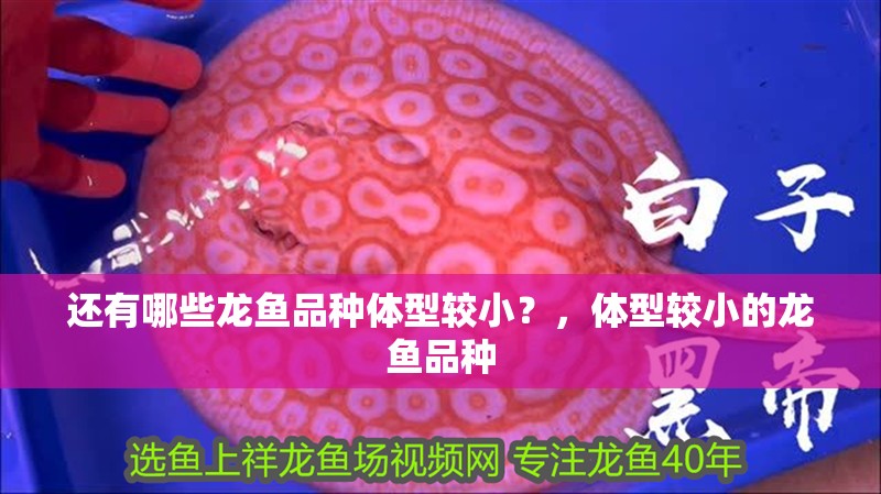 還有哪些龍魚品種體型較小？，體型較小的龍魚品種
