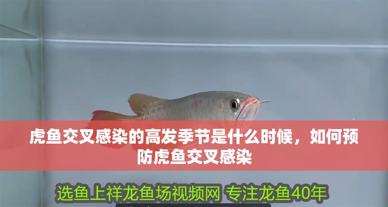 虎魚交叉感染的高發季節是什么時候，如何預防虎魚交叉感染